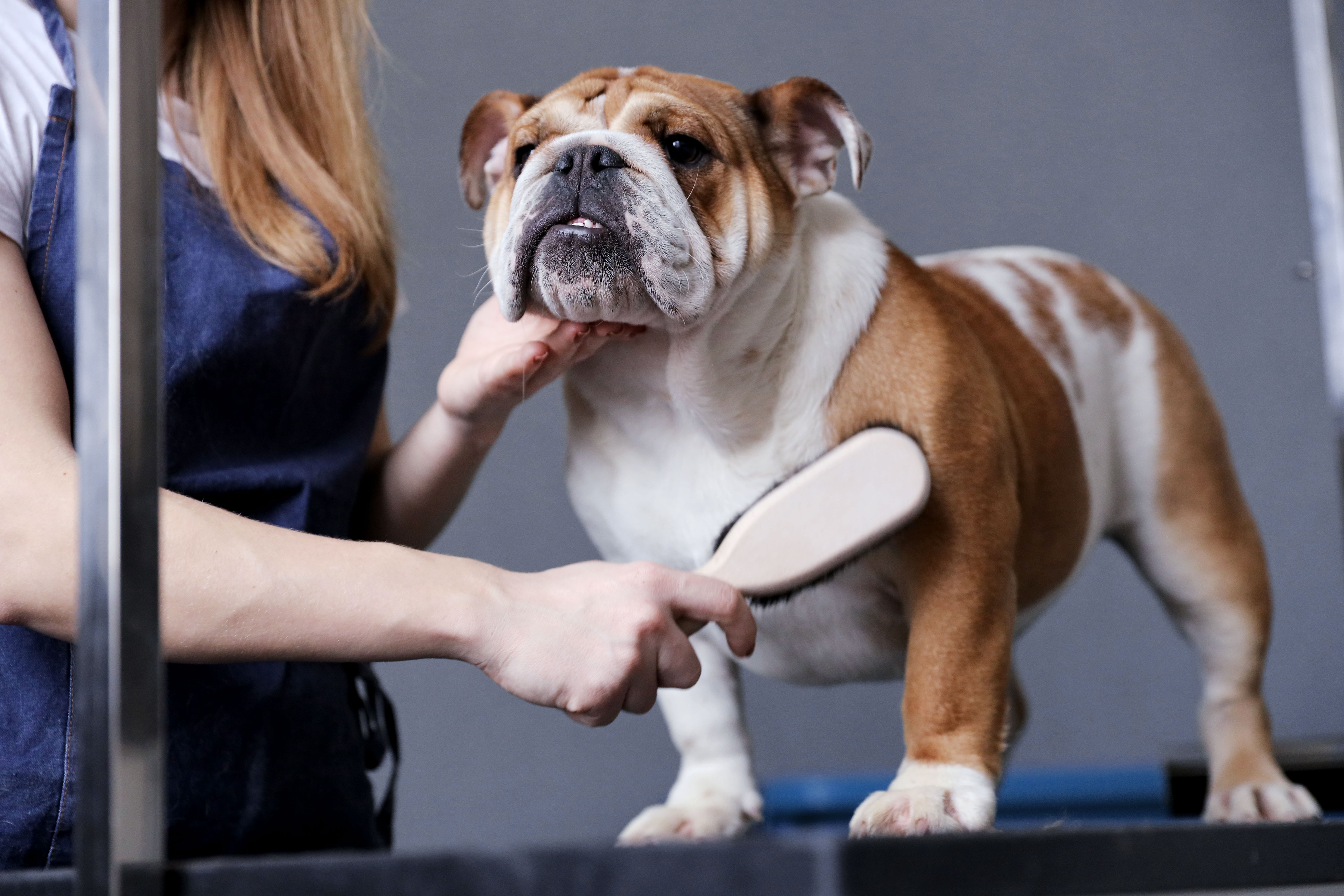 The Surprising Health Benefits of Mobile Dog Grooming for Anxious Pets